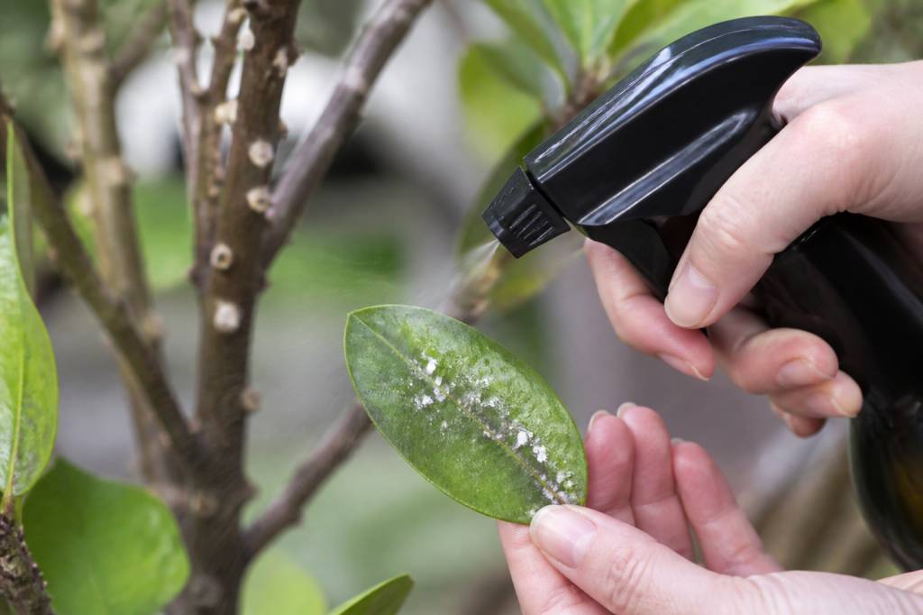 Cochenilles et savon noir : comment traiter naturellement les plantes au jardin