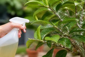 Cochenille et savon noir : comment traiter naturellement vos plantes au jardin
